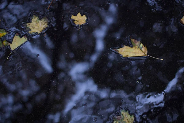 Sonbahar ormandaki ıslak asfalt üzerinde yüzen sarı yapraklar