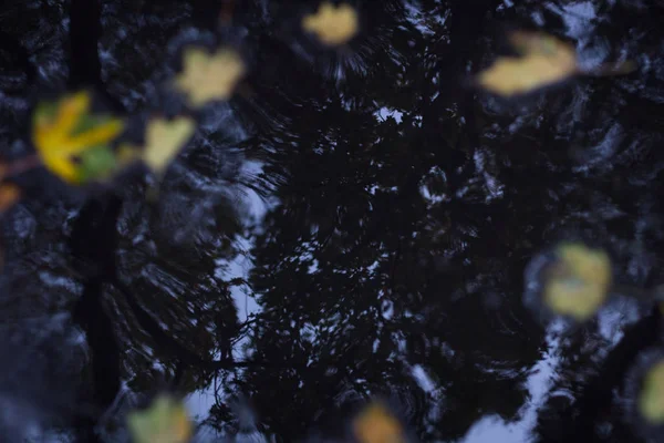 Sonbahar ormandaki ıslak asfalt üzerinde sarı yapraklar