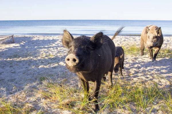 Famiglia di maiali selvatici posa sulla spiaggia di sabbia marina — Foto Stock