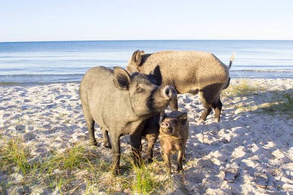 Family of wild pigs poses on sea beach sands
