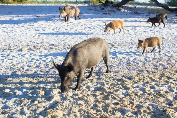 Family of wild pigs walking on sea beach coastal sands