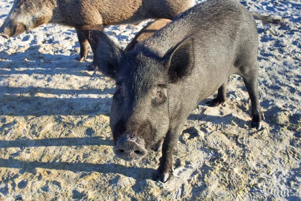 Yaban domuzu deniz plaj sahil kumlarda yürüyen ailesi — Stok fotoğraf