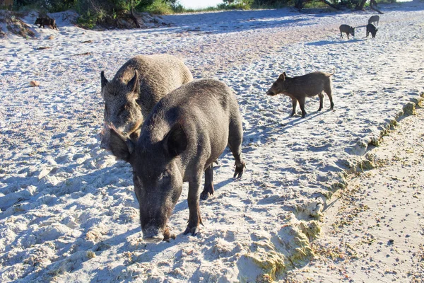 Family of wild pigs walking on sandy sea beach coast