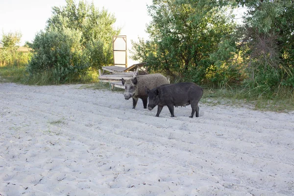 Due maiali passeggiata in famiglia sulla spiaggia di sabbia marina — Foto Stock