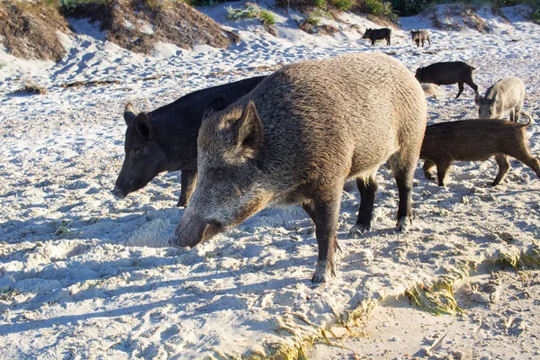 Familj av vilda svin går på sandiga kusten — Stockfoto