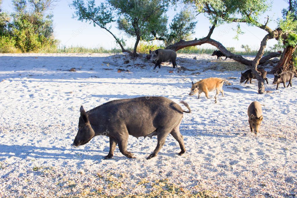 Family of wild pigs walks on sea beach coast