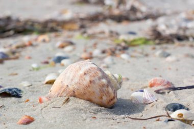 Büyük deniz kabuğu ve istiridye kıyı sands, kumlu plaj