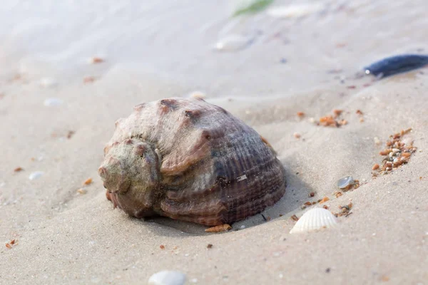 Big seashell on coastal sands, beach seascape — Stock Photo, Image