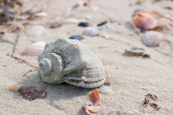 Big seashell and clams on coastal sandy beach seascape — Stock Photo, Image