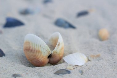 Deniz ve kıyı kumsal deniz manzarası üzerinde istiridye