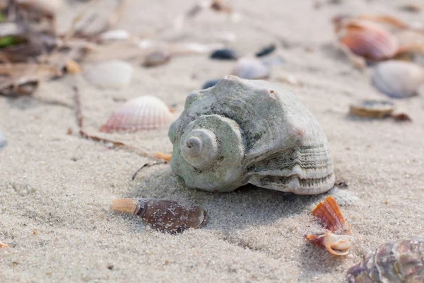 Big seashell and clams on coastal sands, sandy seascape — Stock Photo, Image