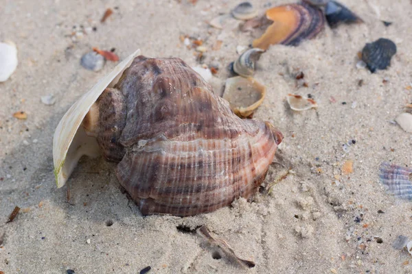 Big seashell and clams on coastal beach seascape — Stock Photo, Image