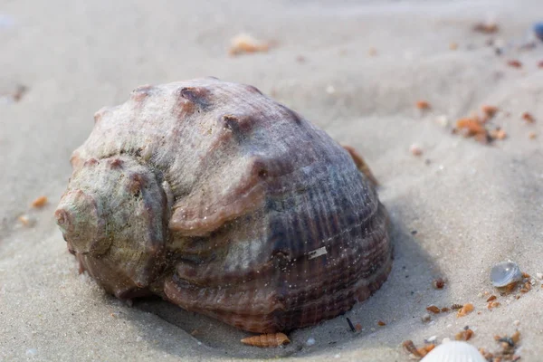 Big seashell on coastal sands, sandy seascape — Stock Photo, Image