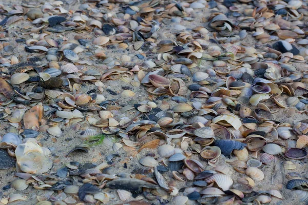 Seashells and clams on coastal sands, sandy seascape — Stock Photo, Image