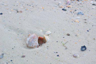 Büyük deniz kabuğu ve kıyı sands, kumlu deniz manzarası üzerinde küçük istiridye