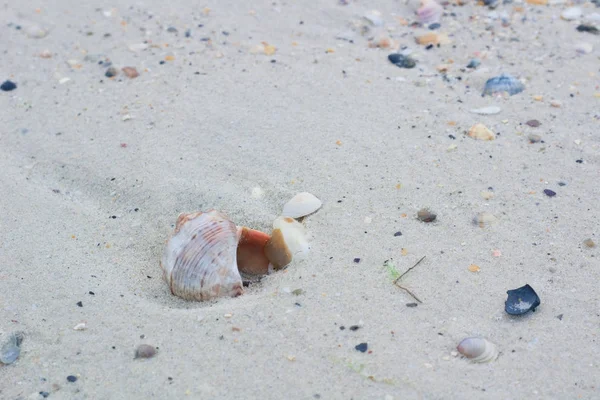 Big seashell and small clams on coastal sands, sandy seascape — Stock Photo, Image