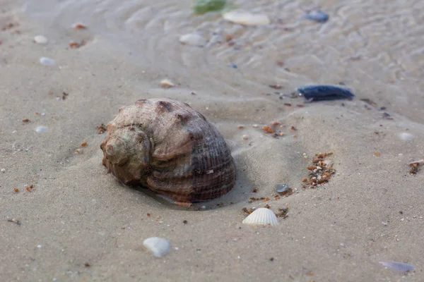 Big seashell on coastal sands, sandy beach seascape — Stock Photo, Image