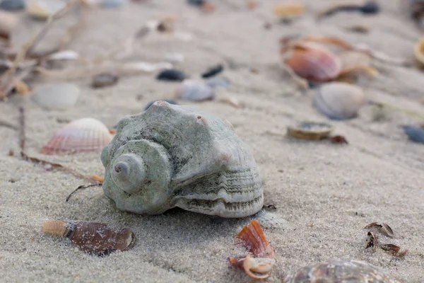 Big seashell and clams on coastal sands, beach seascape — Stock Photo, Image