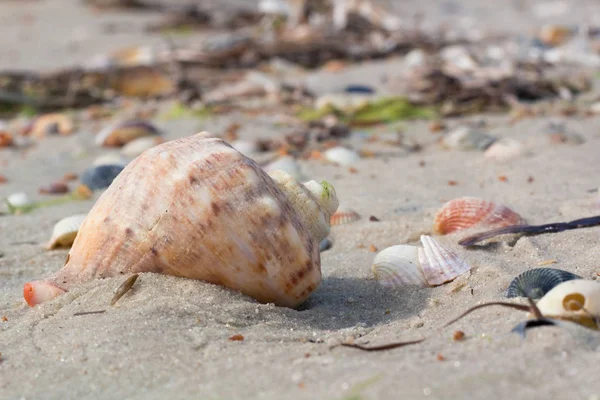 Big seashell, clams on coastal sands, sandy beach — Stock Photo, Image