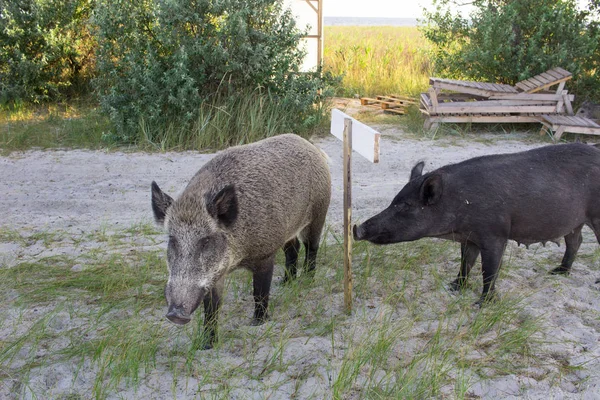 Wild pigs family walk on sea beach sands, read sign