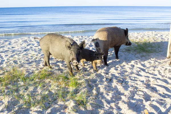 Wild pigs family pose on sea coast sands