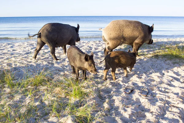 Cerdos salvajes con dos lechones en arenas costeras — Foto de Stock