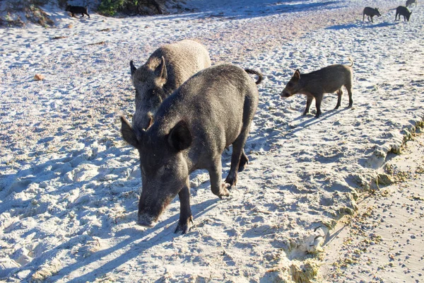 Family of wild pigs walks on sandy sea beach coast