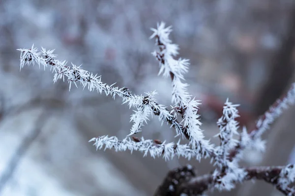Frosty winter tree details close-up covered with white snow — Stock Photo, Image