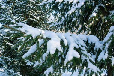 Güneşli bir gün, beyaz sn kış conftiterous çam dalları yakın çekim