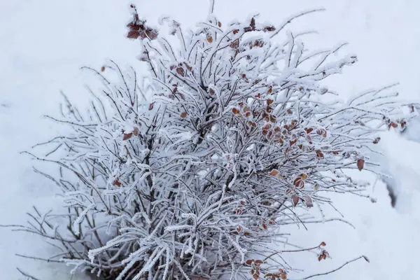 Frosty inverno arbusto filial detalhes close-up coberto com sn branco — Fotografia de Stock