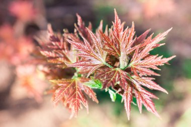 Renkli bokeh arka plan üzerinde taze akçaağaç yaprakları bahar