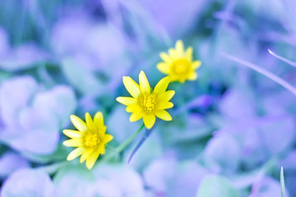 Drei gelbe Frühlingsblüten Blumen auf Blättern Bokeh Hintergrund — Stockfoto