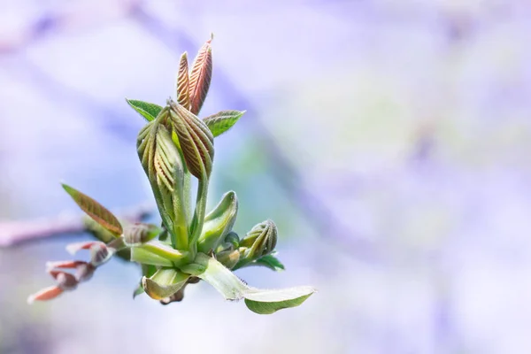 Taze genç bahar ağacı bud renkli bokeh arka plan üzerinde bırakır — Stok fotoğraf