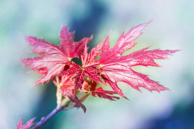Renkli bokeh adam genç taze bahar kırmızı akçaağaç yaprakları