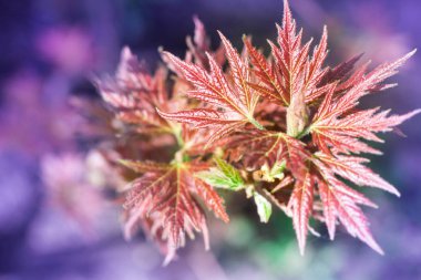 Taze bahar kırmızı akçaağaç yakın çekim renkli bokeh backgr üzerinde bırakır.