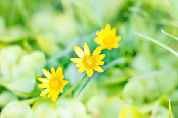 Drie gele bloesem Lentebloemen op groene bokeh achtergrond — Stockfoto