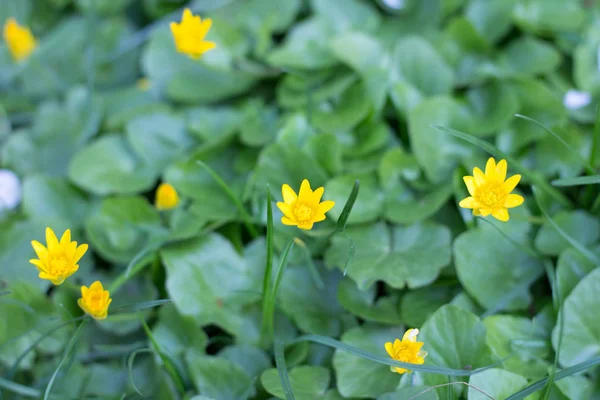 Gula unga våren blomma blommor på grönt gräs lämnar bakgr — Stockfoto