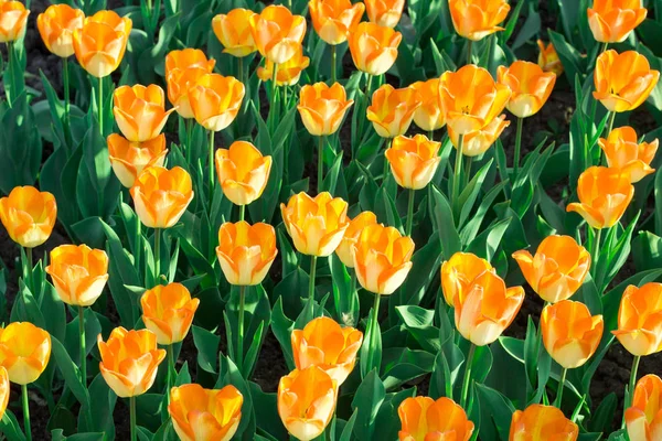 Molti tulipani gialli colorati brillanti che fioriscono su fiore di primavera g — Foto Stock