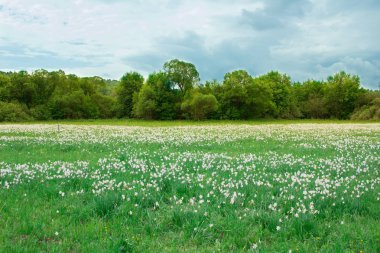 Yeşil çiçekli vahşi beyaz narcissuses için yakınındaki çayır bahar