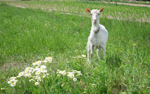 Vit vuxen get gräs på sommaren äng sätter på landsbygden — Stockfoto