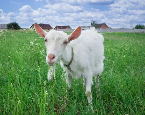 Close-up witte geit grassing op groene veld op dorp-countrysi — Stockfoto