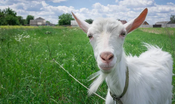 Gros plan pâturage de chèvres blanches sur un champ d'été verdoyant à la campagne — Photo