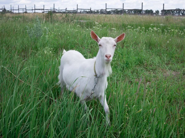 Witte volwassen geit grassen op groene weide veld op platteland — Stockfoto