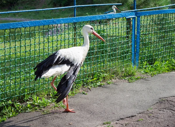 Cigüeña blanca con alas negras corriendo por carretera en zoológico — Foto de Stock
