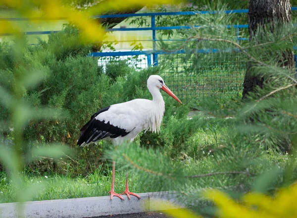 White stork with black wings stands in yellow bush — Stock Photo, Image