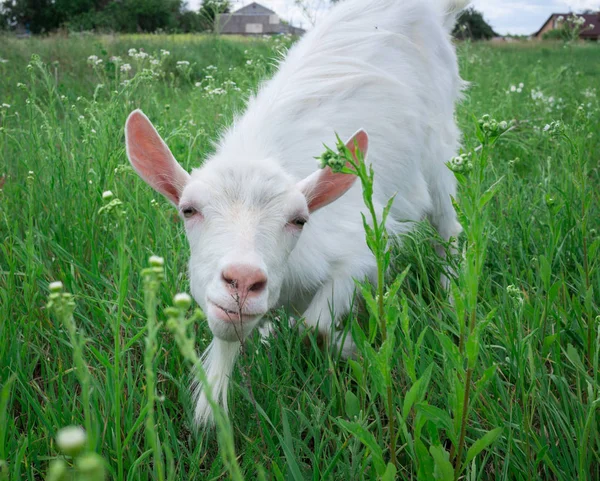 Gros plan pâturage de chèvres blanches dans les prairies vertes des pays du village — Photo