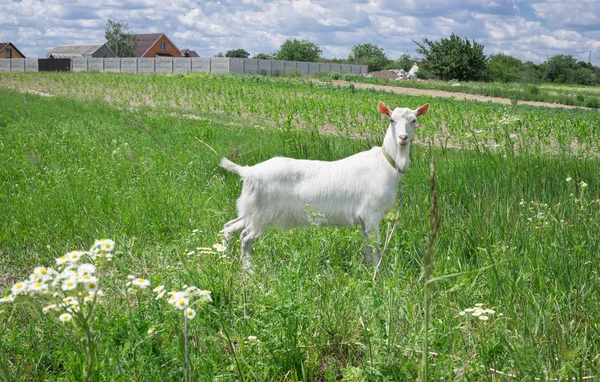 Herbes de chèvres adultes blanches sur prairie d'été à la campagne du village — Photo