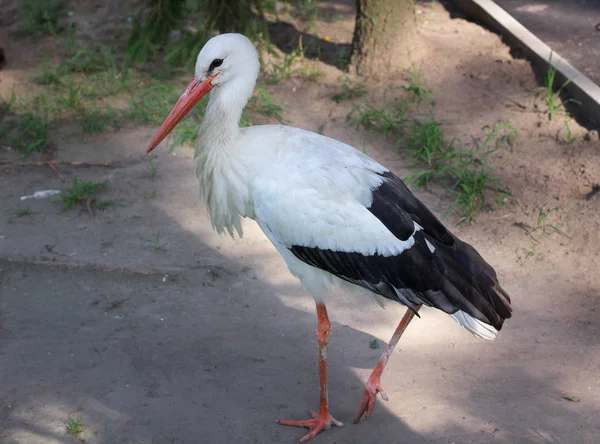 黒い羽を持つ白いコウノトリが動物園で地面に立っている — ストック写真