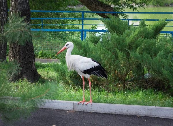 Biały Bocian z czarnymi skrzydłami czeka na drodze w zoo — Zdjęcie stockowe