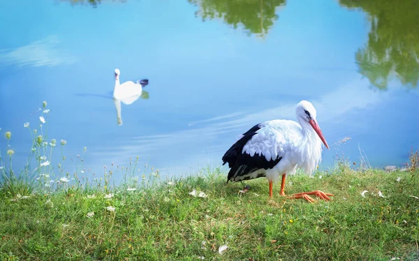 Weißstorch am Ufer und Wasservögelschwan am See — Stockfoto